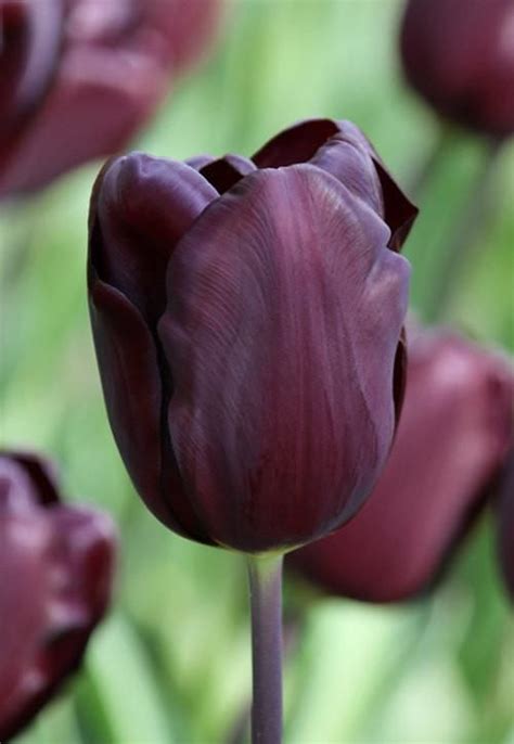 Tulip Bulbs,Continental (Single Late) -dark burgundy color looks almost black Flower Bulbs, Now ...