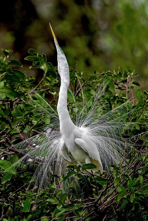 Courtship Display 3450 Photograph by Matthew Lerman - Pixels