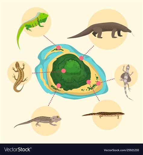 Komodo Dragon Life Cycle Clipart Set Download | ubicaciondepersonas.cdmx.gob.mx