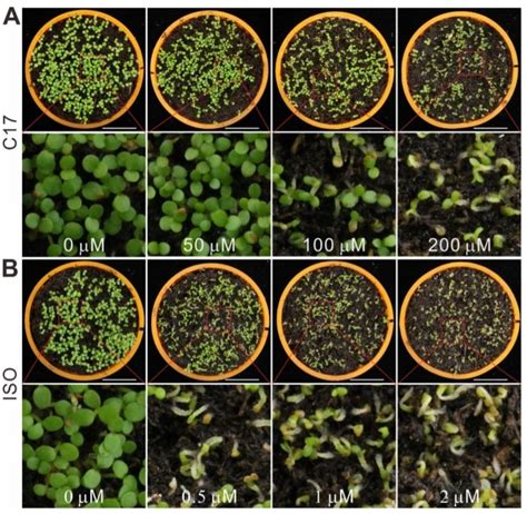 Generating novel, dual herbicide-resistant crops using CRISPR-mediated ...