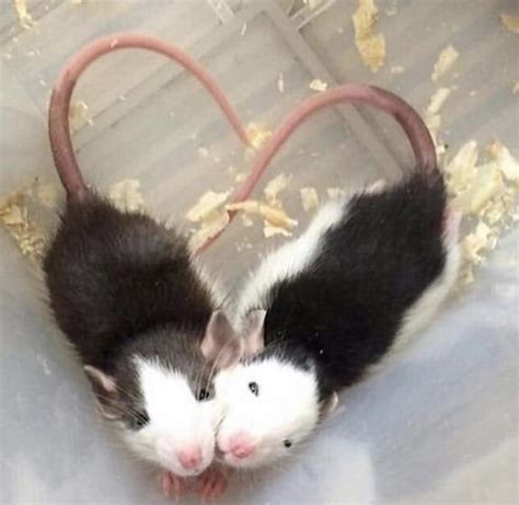 Rat love 💕 : RATS