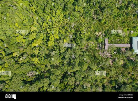 Aerial view of mangrove forest Stock Photo - Alamy