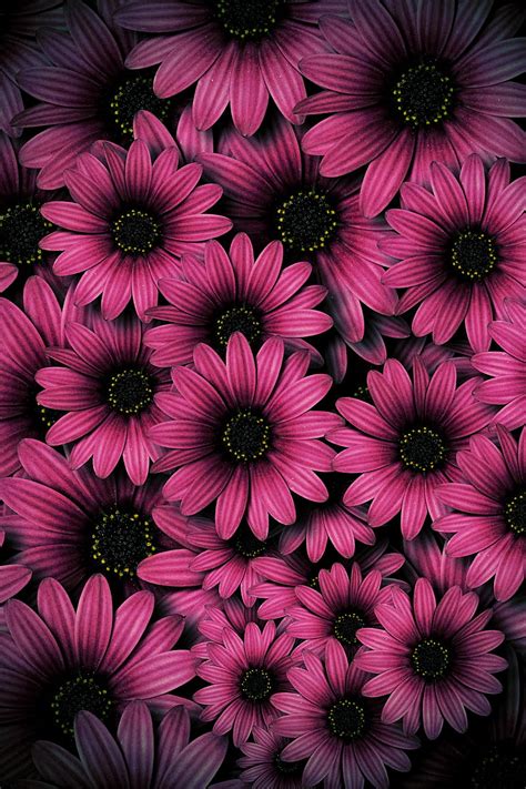 Aggregate more than 54 pink daisy wallpaper best - in.cdgdbentre