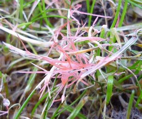 Red thread lawn disease (Laetisaria fuciformis) - The Lawn Man