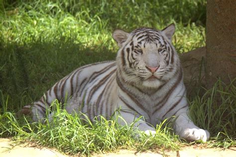 Tigre blanco, Panthera tigris - Rancho Texas Lanzarote Park