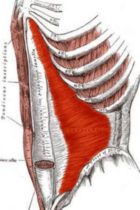 How to Get Flat Abs with TVA (Transversus Abdominis) Exercises | CalorieBee