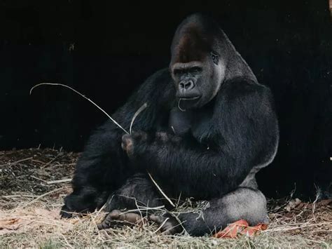 How Strong Are Silverback Gorillas? [Full Info + Strength Facts]