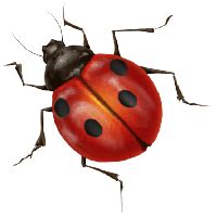 Cute Ladybug Clip Art Transparent HQ PNG Download | FreePNGImg