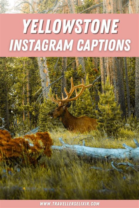 61 Yellowstone Captions For Instagram - Puns, Quotes & Short Captions
