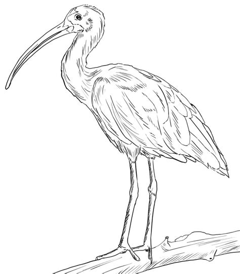 Ibis Coloring Page