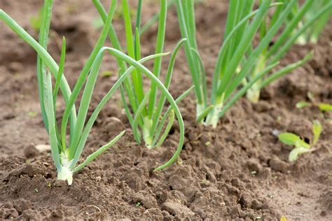 Planting Onion Seeds and Sets -- Harvest to Table