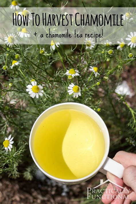 How To Harvest Chamomile & Chamomile Tea Recipe