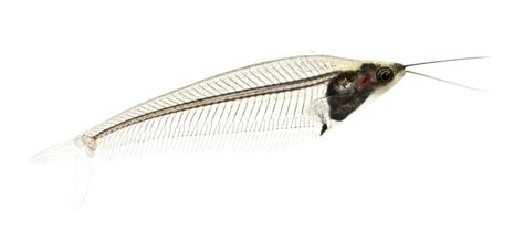 Glass Catfish (Kryptopterus vitreolus) Care Sheet - Aquariadise