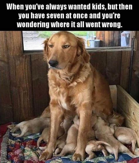 Golden Retriever memes clean 30 best golden retriever memes of all time ...