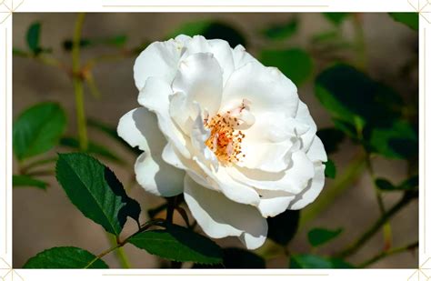 Rose Care Guide: Growing Tips and Info | ProFlowers