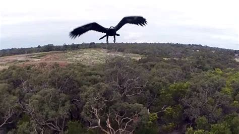 Watch: eagle attacks drone, drone loses | WIRED UK