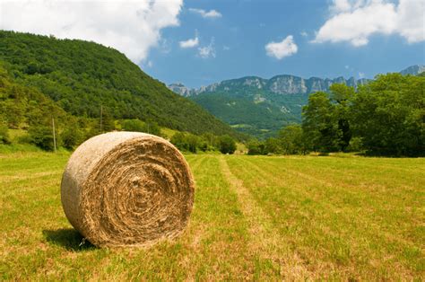 Round Hay Bales: Why They’re Round, Uses, and Cost