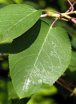 Multi-stem Allegheny Serviceberry - Halka Nurseries