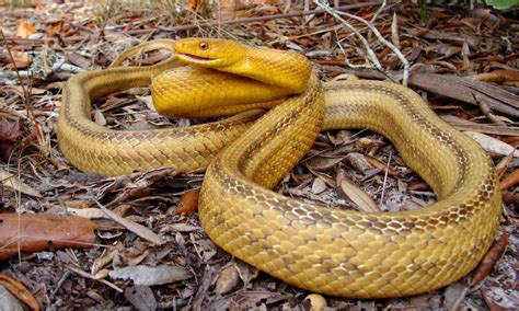 13 Yellow Snakes - Are Any Venomous? - A-Z Animals