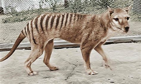 Resurrecting the Tasmanian tiger may be a noble idea