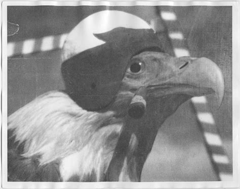 [North Texas Mascot, 1942] - The Portal to Texas History