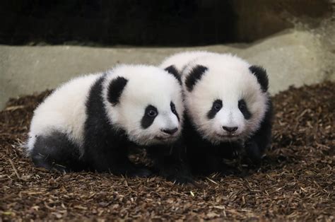 Public fawns as twin panda cubs take 1st steps in French zoo | Daily Sabah