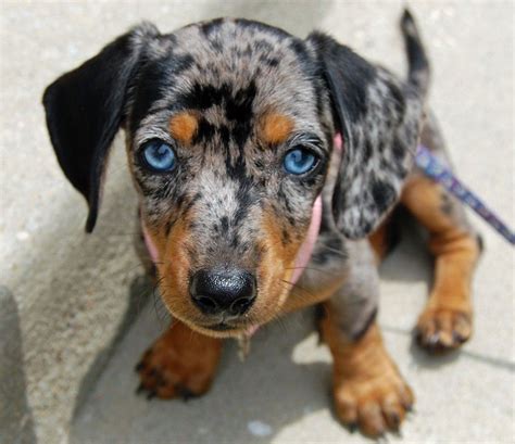 Dachshund | Dapple dachshund, Baby dogs, Baby animals