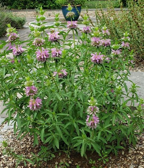 Lemon Bee Balm (Horsemint) - Advice From The Herb Lady | Bee balm, Lemon bee balm, Medicinal plants