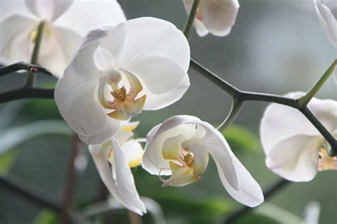 Top 5 Most Beautiful Orchids in the World - Real Mum Reviews