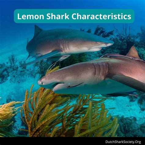 Lemon Sharks Info Guide - Dutch Shark Society