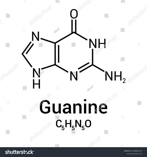 chemical structure of Guanine (C5H5N5O) - Royalty Free Stock Vector ...