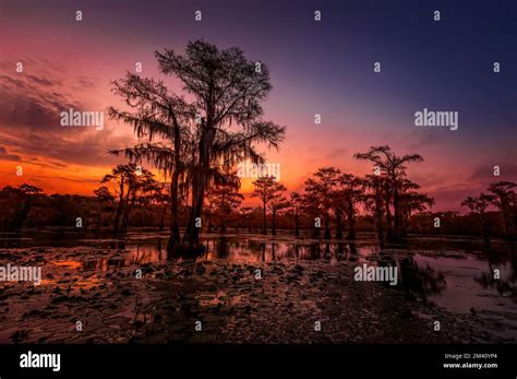 The magical and fairytale like landscape of the Caddo Lake at sunset, Texas Stock Photo - Alamy