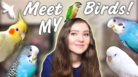 MEET ALL MY BIRDS!! *Get to know the flock* - YouTube