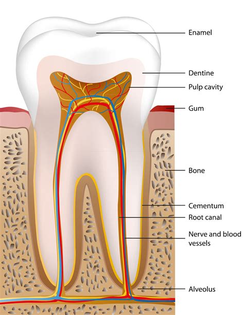 Cementum - Function, Types & Role - Etobicoke Family Dentistry