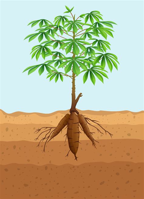 árbol de yuca planta con raíces 5158013 Vector en Vecteezy