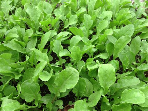 Arugula Seeds - Heirloom & Organic | Nature & Nurture Seeds