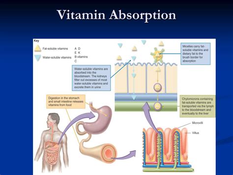 Vitamin Absorption Chart