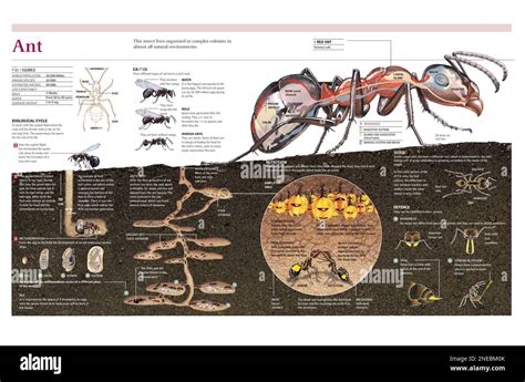 Infographics of the anatomy and life cycle of the ant, the nest ...