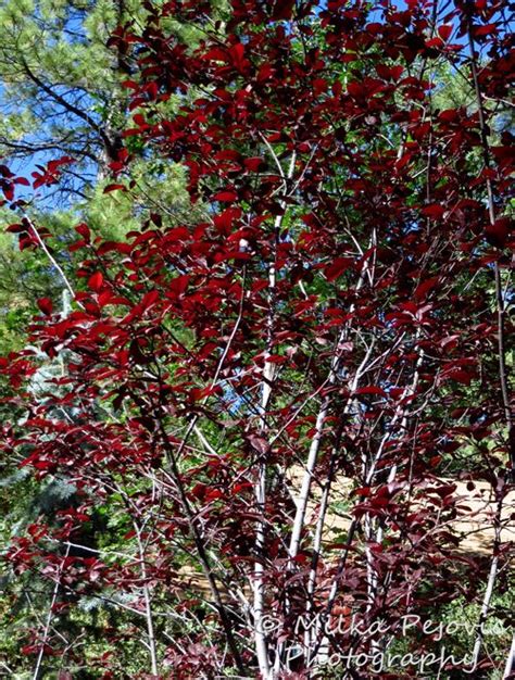 Ornamental plum tree with dark red leaves | Plum tree, Tree, Red leaves