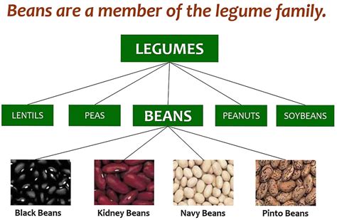 What are legumes? Are Legumes Good For Health?