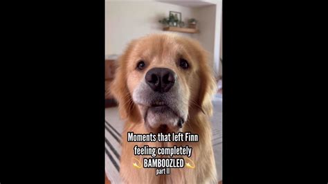 List of things that bamboozles this Golden Retriever dog may leave you chuckling | Trending ...