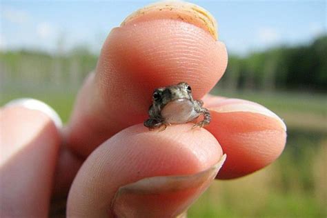 6 TINY Animals That Are Unbearably Cute