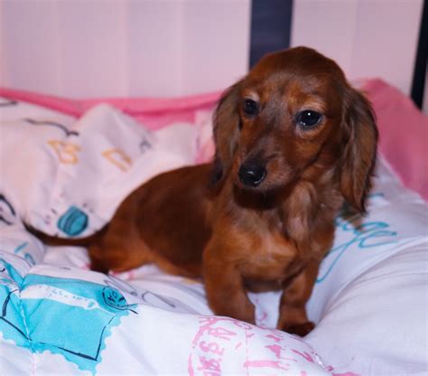 33+ Dachshund Breeders Nc Pic - Bleumoonproductions