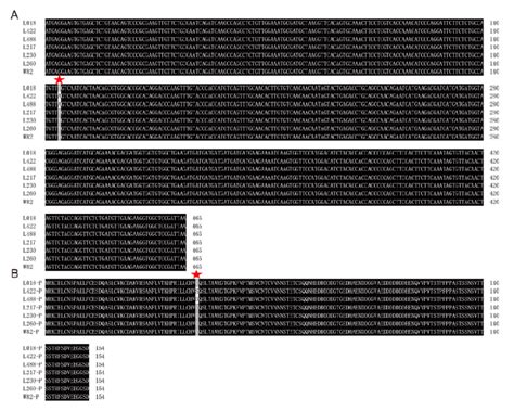 Nucleotide sequence and amino acid sequence alignment of... | Download ...