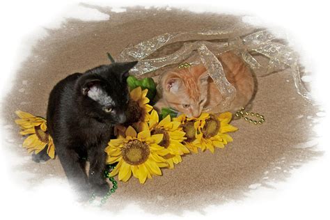 Kittens and Sunflowers Photograph by Judy Deist - Fine Art America