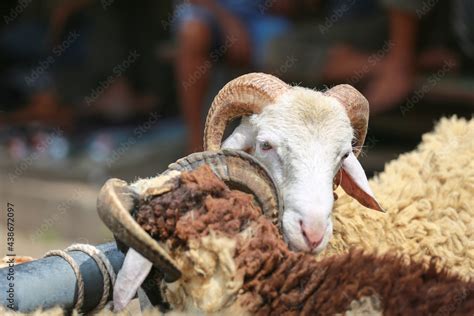 Sheep ( domba ) in animal markets to prepare sacrifices on Eid al-Adha ...