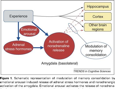 The Amygdala And Memory - slideshare