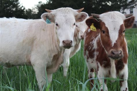 breeding stock - Grove Creek Farm