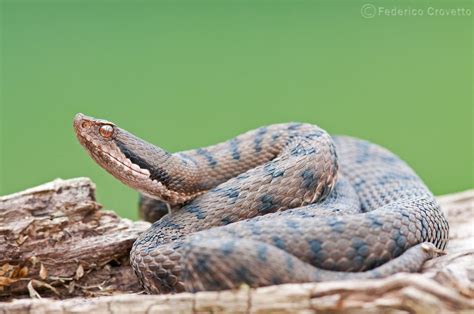 Vipera aspis, asp viper, vipere, viper, reptile, reptilia, snakes, venom, poison