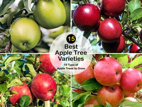 15 Type of Apple Trees to Grow | Best Apple Tree Varieties